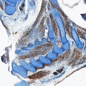 HGF R/c-MET was detected in immersion fixed frozen sections of mouse embryo (15 d.p.c.) using Goat Anti-Mouse HGF R/c-MET Antigen Affinity-purified Polyclonal Antibody (Catalog # AF527) at 15 µg/mL overnight at 4 °C. Tissue was stained using the Anti-Goat HRP-DAB Cell & Tissue Staining Kit (brown; Catalog # CTS008) and counterstained with hematoxylin (blue). Specific staining was localized to cytoplasm in muscle cells. View our protocol for Chromogenic IHC Staining of Frozen Tissue Sections.