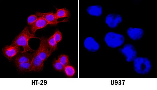HGF R/c-MET was detected in immersion fixed HT-29 human colon adenocarcinoma cell line using Mouse Anti-Human HGF R/c-MET Monoclonal Antibody (Catalog # MAB3581) at 8 µg/mL for 3 hours at room temperature. Cells were stained using the NorthernLights™ 557-conjugated Anti-Mouse IgG Secondary Antibody (red; Catalog # NL007) and counterstained with DAPI (blue). Specific staining was localized to plasma membrane and secreted molecule. View our protocol for Fluorescent ICC Staining of Cells on Coverslips.
