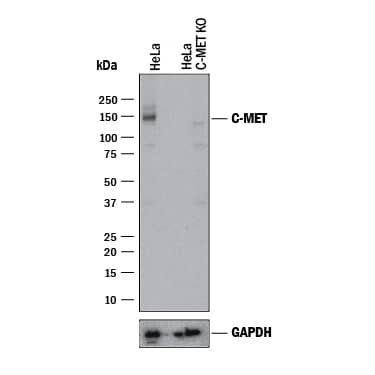 <b>Genetic Strategies Validation. </b>Western blot shows lysates of HeLa human cervical epithelial carcinoma parental cell line and HGF R/c-MET knockout HeLa cell line (KO). PVDF membrane was probed with 2 µg/mL of Mouse Anti-Human HGF R/c-MET Monoclonal Antibody (Catalog # MAB5694) followed by HRP-conjugated Anti-Mouse IgG Secondary Antibody (Catalog # HAF018). A specific band was detected for HGF R/c-MET at approximately 150-200 kDa (as indicated) in the parental HeLa cell line, but is not detectable in knockout HeLa cell line. GAPDH (Catalog # MAB5718) is shown as a loading control. This experiment was conducted under reducing conditions and using Immunoblot Buffer Group 1.