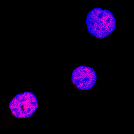 Immunocytochemistry HHEX Antibody (2018B) [Unconjugated]