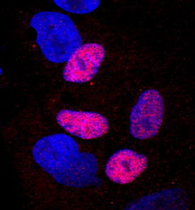 Immunocytochemistry HHEX Antibody (2018B) [Unconjugated]