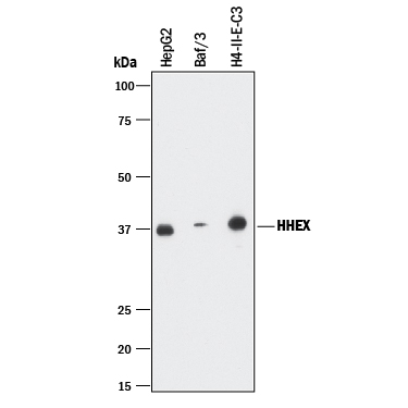 Western Blot HHEX Antibody (2018B) [Unconjugated]