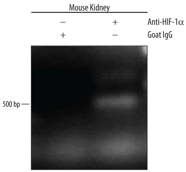 <b>Biological Strategies Validation. </b>Mouse primary kidney cells treated with 150 µM CoCl2 for overnight were fixed using formaldehyde, resuspended in lysis buffer, and sonicated to shear chromatin. HIF-1a/DNA complexes were immunoprecipitated using 5 µg Goat Anti-Human/Mouse/Rat HIF-1a/HIF1A Antigen Affinity-purified Polyclonal Antibody (Catalog # AF1935) or control antibody (Catalog # AB-108-C) for 15 minutes in an ultrasonic bath, followed by Biotinylated Anti-Goat IgG Secondary Antibody (Catalog # BAF109). Immunocomplexes were captured using 50 µL of MagCellect Streptavidin Ferrofluid (Catalog # MAG999) and DNA was purified using chelating resin solution. The epo promoter was detected by standard PCR.