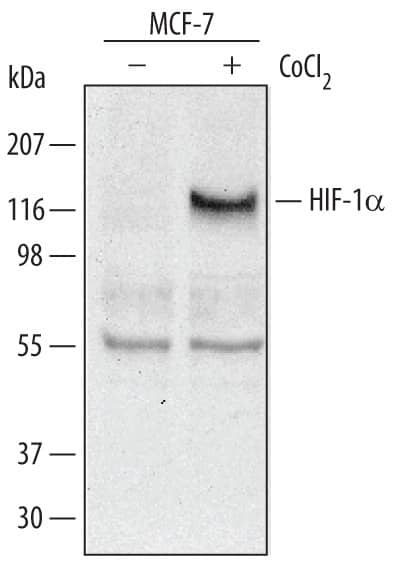 Western blot shows lysates of MCF-7 human breast cancer cell line untreated (-) or treated (+) with 150 µM CoCl2for 16 hours. PVDF membrane was probed with 0.5 µg/mL of Goat Anti-Human/Mouse/Rat HIF-1a/HIF1A Antigen-affinity Purified Polyclonal Antibody, followed by HRP-conjugated Anti-Goat IgG Secondary Antibody (Catalog # HAF109). A specific band was detected for HIF-1a/HIF1A at approximately 120 kDa (as indicated). This experiment was conducted under reducing conditions and using Immunoblot Buffer Group 1.