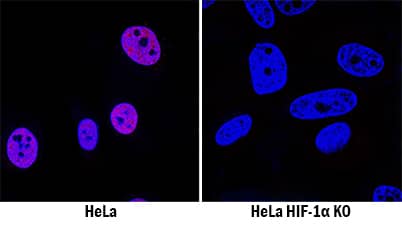 <b>Biological Strategies Validation. </b>HIF-1a/HIF1A was detected in immersion fixed HeLa human cervical epithelial carcinoma cell line treated with DFO but is not detected in HIF-1a/HIF1A knockout (KO) HeLa Human Cell Line cell line using Goat Anti-Human/Mouse/Rat HIF-1a/HIF1A Antigen Affinity-purified Polyclonal Antibody (Catalog # AF1935) at 0.3 µg/mL for 3 hours at room temperature. Cells were stained using the NorthernLights™ 557-conjugated Anti-Goat IgG Secondary Antibody (red; Catalog # NL001) and counterstained with DAPI (blue). Specific staining was localized to nuclei. View our protocol for Fluorescent ICC Staining of Cells on Coverslips.
