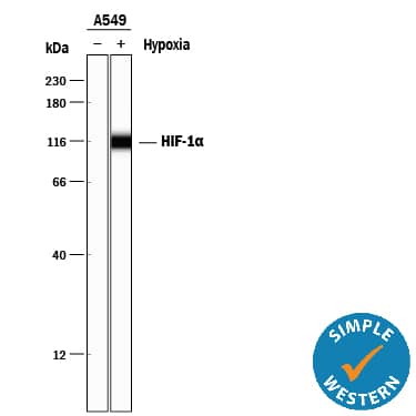 <b>Biological Strategies Validation. </b>Simple Western lane view shows lysates of A549 human lung carcinoma cell line untreated (-) or treated (+) with Hypoxia (1% O2), loaded at 0.2 mg/mL. A specific band was detected for HIF-1a/HIF1A at approximately 115 kDa (as indicated) using 5 µg/mL of Goat Anti-Human/Mouse/Rat HIF-1a/HIF1A Antigen Affinity-purified Polyclonal Antibody (Catalog # AF1935) followed by 1:50 dilution of HRP-conjugated Anti-Goat IgG Secondary Antibody (Catalog # HAF109). This experiment was conducted under reducing conditions and using the 12-230 kDa separation system.