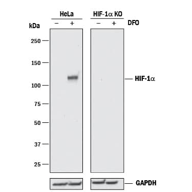 <b>Genetic Strategies Validation. </b>Western blot shows lysates of HeLa human cervical epithelial carcinoma parental cell line and HIF-1 alpha/HIF1A knockout HeLa cell line (KO) untreated (-) or treated (+) with 1 mM DFO overnight. PVDF membrane was probed with 1 µg/mL of Mouse Anti-Human/Mouse/Rat HIF-1 alpha/HIF1A Monoclonal Antibody (Catalog # MAB1536) followed by HRP-conjugated Anti-Mouse IgG Secondary Antibody (Catalog # HAF018). A specific band was detected for HIF-1 alpha/HIF1A at approximately 110 kDa (as indicated) in the parental HeLa cell line, but is not detectable in knockout HeLa cell line. GAPDH (Catalog # MAB5718) is shown as a loading control. This experiment was conducted under reducing conditions and using Immunoblot Buffer Group 1.