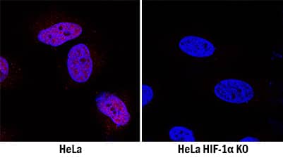 <b>Genetic Strategies Validation. </b>HIF-1 alpha/HIF1A was detected in immersion fixed HeLa human cervical epithelial carcinoma cell line treated with DFO but is not detected in HIF-1 alpha/HIF1A knockout (KO) HeLa Human Cell Line cell line using Mouse Anti-Human/Mouse/Rat HIF-1 alpha/HIF1A alpha/HIF1A Monoclonal Antibody (Catalog # MAB1536) at 8 µg/mL for 3 hours at room temperature. Cells were stained using the NorthernLights™ 557-conjugated Anti-Mouse IgG Secondary Antibody (red; Catalog # NL007) and counterstained with DAPI (blue). Specific staining was localized to nuclei. View our protocol for Fluorescent ICC Staining of Cells on Coverslips.