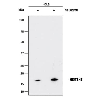 Western blot shows lysates of HeLa human cervical epithelial carcinoma cell line untreated (-) or treated (+) with Sodium (Na) Butyrate. PVDF membrane was probed with 0.1 µg/mL of Rabbit Anti-Human HIST3H3 Monoclonal Antibody (Catalog # MAB9448) followed by HRP-conjugated Anti-Rabbit IgG Secondary Antibody (Catalog # HAF008). A specific band was detected for HIST3H3 at approximately 16 kDa (as indicated). This experiment was conducted under reducing conditions and using Immunoblot Buffer Group 1.