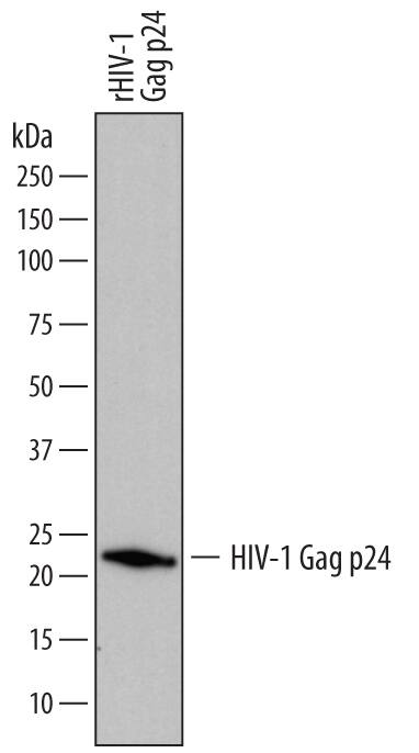 Western Blot HIV-1 Gag p24 Antibody (749140) [Unconjugated]