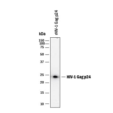 Western blot shows lysates of recombinant HIV-1 Gag p24. PVDF membrane was probed with 0.1 µg/mL of Mouse Anti-Viral HIV-1 Gag p24 Monoclonal Antibody (Catalog # MAB73602) followed by HRP-conjugated Anti-Mouse IgG Secondary Antibody (Catalog # HAF018). A specific band was detected for HIV-1 Gag p24 at approximately 23 kDa (as indicated). This experiment was conducted under reducing conditions and using Immunoblot Buffer Group 1.