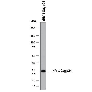 Western blot shows recombinant HIV Gag p24. PVDF membrane was probed with 0.1 µg/mL of Rabbit Anti-Viral HIV-1 Gag p24 Monoclonal Antibody (Catalog # MAB9539) followed by HRP-conjugated Anti-Rabbit IgG Secondary Antibody (Catalog # HAF008). A specific band was detected for HIV-1 Gag p24 at approximately 24 kDa (as indicated). This experiment was conducted under reducing conditions and using Immunoblot Buffer Group 1.