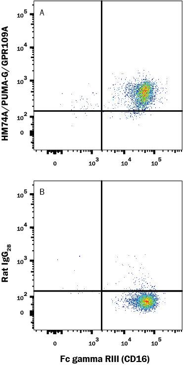 Human neutrophils were stained with (A) Rat Anti-Human HM74A/PUMA-G/GPR109A Fluorescein-conjugated Monoclonal Antibody (Catalog # FAB2760F) or (B) isotype control antibody (Catalog # IC013F) and Mouse anti-Human Fc gamma RIII (CD16) APC-conjugated Monoclonal Antibody (Catalog # FAB2546A). View our protocol for Staining Membrane-associated Proteins.