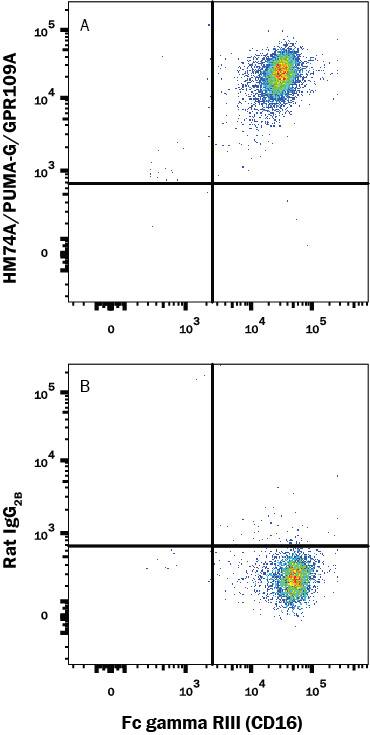 Human peripheral blood neutrophils were stained with (A) Rat Anti-Human HM74A/PUMA-G/GPR109A PE-conjugated Monoclonal Antibody (Catalog # FAB2760P) or (B) isotype control antibody (Catalog # IC013P) and Mouse anti-Human Fc gamma RIII (CD16) APC-conjugated Monoclonal Antibody (Catalog # FAB2546A). View our protocol for Staining Membrane-associated Proteins.