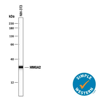 Simple Western lane view shows lysates of NIH-3T3 mouse embryonic fibroblast cell line, loaded at 0.2 mg/mL. A specific band was detected for HMGA2 at approximately 30 kDa (as indicated) using 10 µg/mL of Goat Anti-Human/Mouse HMGA2 Antigen Affinity-purified Polyclonal Antibody (Catalog # AF3184) followed by 1:50 dilution of HRP-conjugated Anti-Goat IgG Secondary Antibody (Catalog # HAF109). This experiment was conducted under reducing conditions and using the 12-230 kDa separation system.