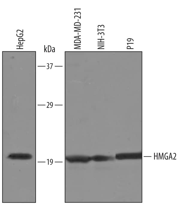 Western blot shows lysates of HepG2 human hepatocellular carcinoma cell line, MDA-MD-231 human breast cancer cell line, NIH-3T3 mouse embryonic fibroblast cell line, and P19 mouse embryonal carcinoma cell line. PVDF Membrane was probed with 1 µg/mL of Goat Anti-Human/Mouse HMGA2 Antigen Affinity-purified Polyclonal Antibody (Catalog # AF3184) followed by HRP-conjugated Anti-Goat IgG Secondary Antibody (Catalog # HAF019). A specific band was detected for HMGA2 at approximately 21 kDa (as indicated). This experiment was conducted under reducing conditions and using Immunoblot Buffer Group 8.