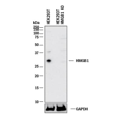<b>Genetic Strategies Validation. </b>Western blot shows lysates of HEK293T human embryonic kidney parental cell line and HMGB1/HMG-1 knockout HEK293T cell line (KO). PVDF membrane was probed with 1 µg/mL of Chicken Anti-Human/Mouse HMGB1/HMG-1 Antigen Affinity-purified Polyclonal Antibody (Catalog # AF1690) followed by HRP-conjugated Anti-Chicken IgY Secondary Antibody. A specific band was detected for HMGB1/HMG-1 at approximately 30 kDa (as indicated) in the parental HEK293T cell line, but is not detectable in knockout HEK293T cell line. GAPDH (Catalog # AF5718) is shown as a loading control. This experiment was conducted under reducing conditions and using Immunoblot Buffer Group 1.