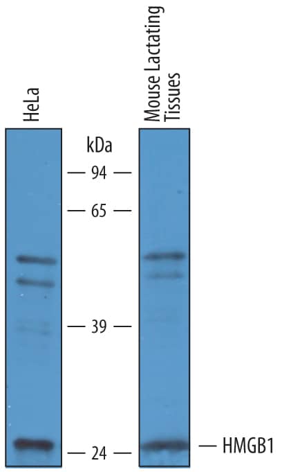 Western blot shows lysates of HeLa human cervical epithelial carcinoma cell line and mouse lactating tissues. PVDF membrane was probed with 1 µg/mL of Chicken Anti-Human/Mouse HMGB1/HMG‑1 Antigen Affinity-purified Polyclonal Antibody (Catalog # AF1690) followed by HRP-conjugated Anti-Chicken IgY Secondary Antibody. A specific band was detected for HMGB1/HMG‑1 at approximately 25 kDa (as indicated). This experiment was conducted under reducing conditions and using Immunoblot Buffer Group 8.