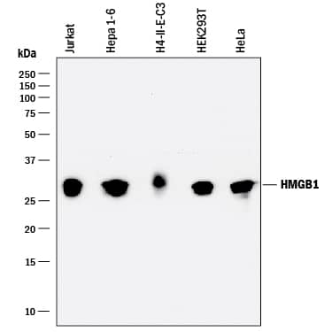 Western blot shows lysates of Jurkat human acute T cell leukemia cell line, Hepa 1-6 mouse hepatoma cell line, H4-II-E-C3 rat hepatoma cell line, HEK293 human embryonic kidney cell line, and HeLa human cervical epithelial carcinoma cell line. PVDF membrane was probed with 0.1 µg/mL of Rat Anti-Human HMGB1/HMG-1 Monoclonal Antibody (Catalog # MAB16901) followed by HRP-conjugated Anti-Rat IgG Secondary Antibody (HAF005). A specific band was detected for HMGB1/HMG-1 at approximately 28 kDa (as indicated). This experiment was conducted under reducing conditions and using Immunoblot Buffer Group 1.