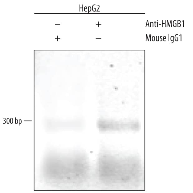 Chromatin Immunoprecipitation (ChIP) HMGB1/HMG-1 Antibody (115603) [Unconjugated]