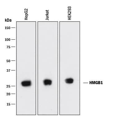 Western Blot HMGB1/HMG-1 Antibody (115603) [Unconjugated]