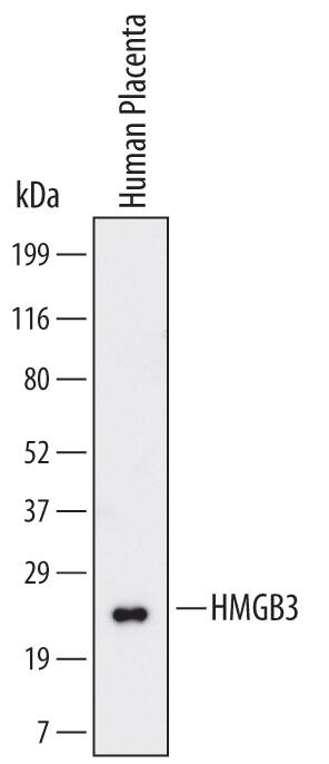 Western blot shows lysates of human placenta tissue. PVDF Membrane was probed with 2 µg/mL of Human/Mouse HMGB3 Monoclonal Antibody (Catalog # MAB55071) followed by HRP-conjugated Anti-Mouse IgG Secondary Antibody (Catalog # HAF007). A specific band was detected for HMGB3 at approximately 23 kDa (as indicated). This experiment was conducted under reducing conditions and using Immunoblot Buffer Group 1.