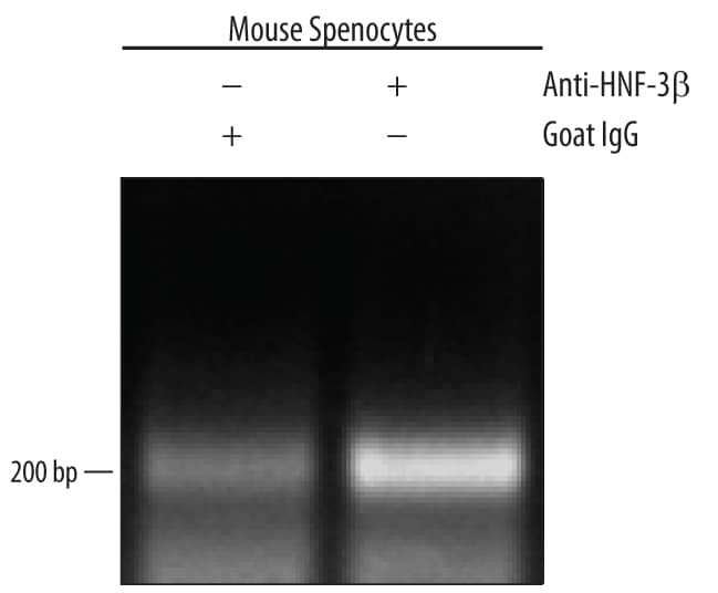 Mouse splenocytes were fixed using formaldehyde, resuspended in lysis buffer, and sonicated to shear chromatin. HNF-3 beta /FoxA2/DNA complexes were immunoprecipitated using 5 µg Goat Anti-Human HNF-3 beta /FoxA2 Antigen Affinity-purified Polyclonal Antibody (Catalog # AF2400) or control antibody (AB-108-C) for 15 minutes in an ultrasonic bath, followed by Biotinylated Anti-Goat IgG Secondary Antibody (BAF109). Immunocomplexes were captured using 50 µL of MagCellect Streptavidin Ferrofluid (MAG999) and DNA was purified using chelating resin solution. TheE-RABPpromoter was detected by standard PCR.
