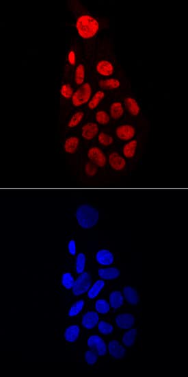 HNF-4a/NR2A1 was detected in immersion fixed HepG2 human hepatocellular carcinoma cell line using Mouse Anti-Human HNF-4a/NR2A1 Monoclonal Antibody (Catalog # MAB4605) at 10 µg/mL for 3 hours at room temperature. Cells were stained using the NorthernLights™ 557-conjugated Anti-Mouse IgG Secondary Antibody (red, upper panel; Catalog # NL007) and counterstained with DAPI (blue, lower panel). Specific staining was localized to nuclei. View our protocol for Fluorescent ICC Staining of Cells on Coverslips.