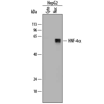 Western blot shows lysates of HepG2 human hepatocellular carcinoma cell line. Gels were loaded with 10 µg of cytoplasmic (Cyto) and 5 µg of nuclear (Nuc) extracts. PVDF membrane was probed with 1 µg/mL of Mouse Anti-Human HNF-4a/ NR2A1 Monoclonal Antibody (Catalog # MAB4605) followed by HRP-conjugated Anti-Mouse IgG Secondary Antibody (Catalog # HAF018). Specific bands were detected for HNF-4a/NR2A1 at approximately 50-55 kDa (as indicated). This experiment was conducted under reducing conditions and using Immunoblot Buffer Group 1.