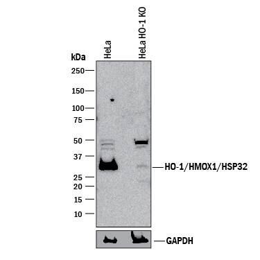 <b>Genetic Strategies Validation. </b>Western blot shows lysates of HeLa human cervical epithelial carcinoma parental cell line and HO-1/HMOX1/HSP32 knockout HeLa cell line (KO). PVDF membrane was probed with 0.5 µg/mL of Goat Anti-Human/Mouse HO-1/HMOX1/HSP32 Antigen Affinity-purified Polyclonal Antibody (Catalog # AF3776) followed by HRP-conjugated Anti-Goat IgG Secondary Antibody (Catalog # HAF017). A specific band was detected for HO-1/HMOX1/HSP32 at approximately 32 kDa (as indicated) in the parental HeLa cell line, but is not detectable in knockout HeLa cell line. GAPDH (Catalog # AF5718) is shown as a loading control. This experiment was conducted under reducing conditions and using Immunoblot Buffer Group 1.