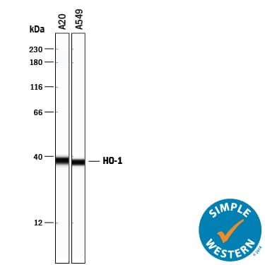 Simple Western lane view shows lysates of A20 mouse B cell lymphoma cell line and A549 human lung carcinoma cell line, loaded at 0.2 mg/mL. A specific band was detected for HO-1/HMOX1/HSP32 at approximately 37 kDa (as indicated) using 25 µg/mL of Goat Anti-Human/Mouse HO-1/HMOX1/HSP32 Antigen Affinity-purified Polyclonal Antibody (Catalog # AF3776) followed by 1:50 dilution of HRP-conjugated Anti-Goat IgG Secondary Antibody (Catalog # HAF109). This experiment was conducted under reducing conditions and using the 12-230 kDa separation system.