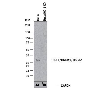 <b>Genetic Strategies Validation. </b>Western blot shows lysates of HeLa human cervical epithelial carcinoma parental cell line and HO-1/HMOX1/HSP32 knockout HeLa cell line (KO). PVDF membrane was probed with 1 µg/mL of Rat Anti-Human/Mouse HO-1/HMOX1/HSP32 Monoclonal Antibody (Catalog # MAB3776) followed by HRP-conjugated Anti-Rat IgG Secondary Antibody (Catalog # HAF005). A specific band was detected for HO-1/HMOX1/HSP32 at approximately 32 kDa (as indicated) in the parental HeLa cell line, but is not detectable in knockout HeLa cell line. GAPDH (Catalog # MAB5718) is shown as a loading control. This experiment was conducted under reducing conditions and using Immunoblot Buffer Group 1.