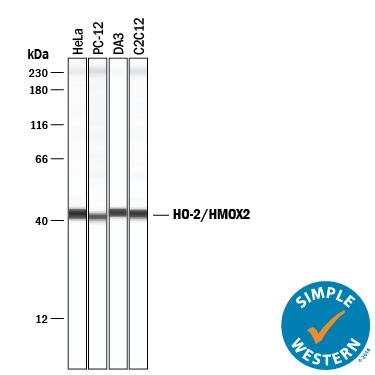 Simple Western HO-2/HMOX2 Antibody [Unconjugated]