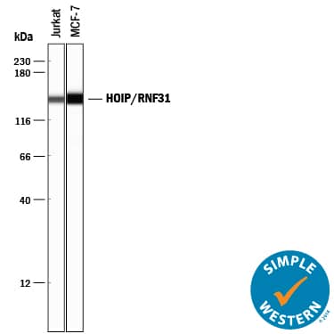 Simple Western HOIP/RNF31 Antibody (875227) [Unconjugated]