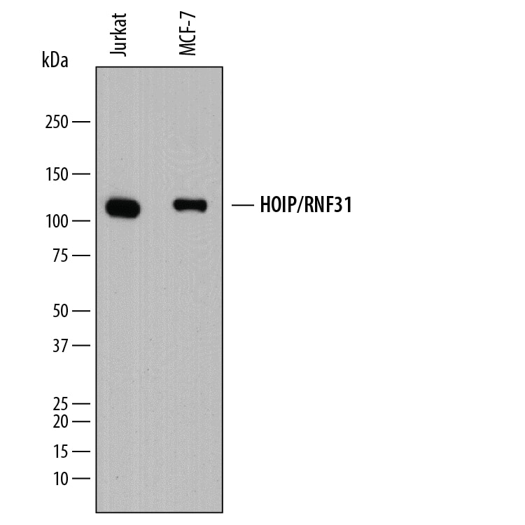 Western Blot HOIP/RNF31 Antibody (875227) [Unconjugated]