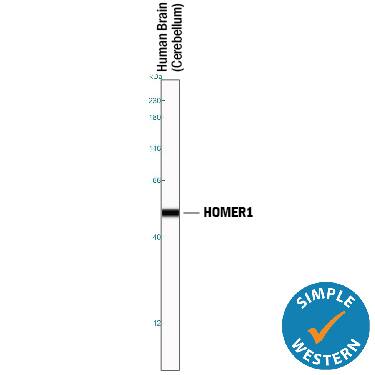Simple Western HOMER1 Antibody (666241) [Unconjugated]