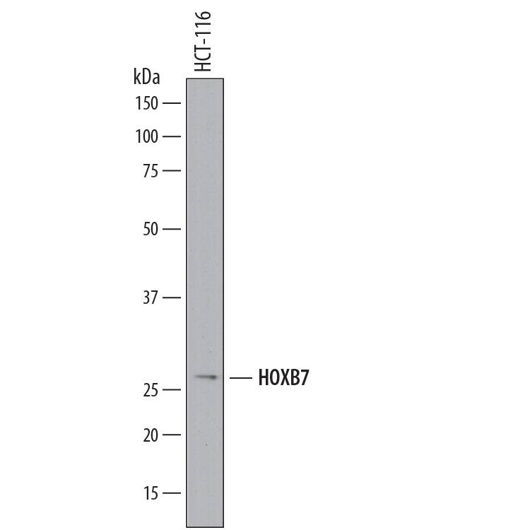 Western blot shows lysates of HCT-116 human colorectal carcinoma cell line. PVDF membrane was probed with 2 µg/mL of Mouse Anti-Human HOXB7 Monoclonal Antibody (Catalog # MAB80401) followed by HRP-conjugated Anti-Mouse IgG Secondary Antibody (Catalog # HAF018). A specific band was detected for HOXB7 at approximately 28 kDa (as indicated). This experiment was conducted under reducing conditions and using Immunoblot Buffer Group 1.