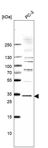 Western blot analysis in the human cell line PC-3.