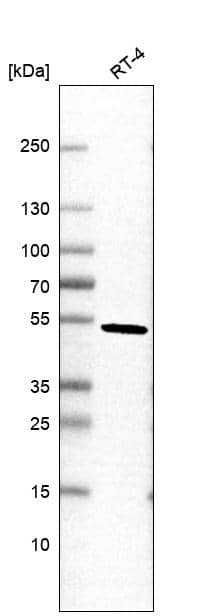 Western Blot Pellino 2 Antibody - BSA Free