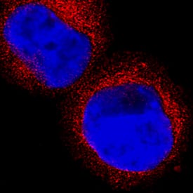 Immunocytochemistry Hematopoietic Prostaglandin D Synthase/HPGDS Antibody (735301) [Unconjugated]