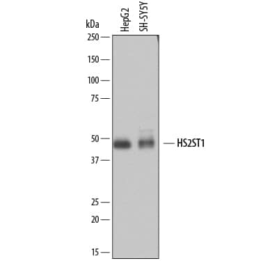Western Blot Heparan Sulfate 2-O-Sulfotransferase 1/HS2ST1 Antibody (738306)