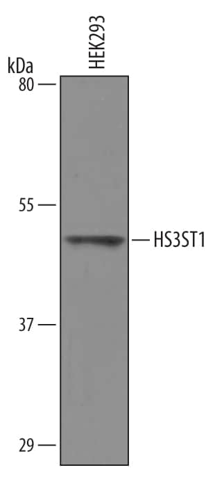 Western Blot Heparan Sulfate 3-O-Sulfotransferase 1/HS3ST1 Antibody