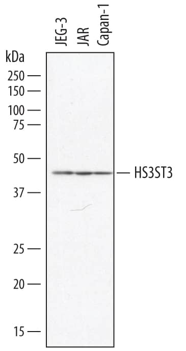 Western Blot Heparan Sulfate Glucosamine 3-O-Sulfotransferase 3 Antibody