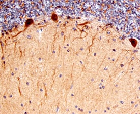 Heparan Sulfate 3-O-Sulfotransferase 4/HS3ST4 was detected in immersion fixed paraffin-embedded sections of human brain (cerebellum) using Sheep Anti-Human/Mouse Heparan Sulfate 3-O-Sulfotransferase 4/HS3ST4 Antigen Affinity-purified Polyclonal Antibody (Catalog # AF6085) at 3 µg/mL overnight at 4 °C. Before incubation with the primary antibody, tissue was subjected to heat-induced epitope retrieval using Antigen Retrieval Reagent-Basic (Catalog # CTS013). Tissue was stained using the Anti-Sheep HRP-DAB Cell & Tissue Staining Kit (brown; Catalog # CTS019) and counterstained with hematoxylin (blue). Specific staining was localized to Purkinje neurons. View our protocol for Chromogenic IHC Staining of Paraffin-embedded Tissue Sections.
