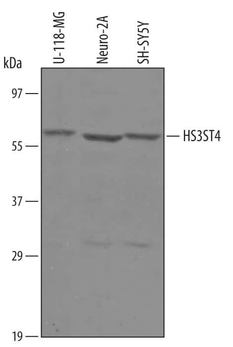 Western blot shows lysates of U-118-MG human glioblastoma/astrocytoma cell line, Neuro-2A mouse neuroblastoma cell line, and SH-SY5Y human neuroblastoma cell line. PVDF Membrane was probed with 1 µg/mL of Sheep Anti-Human Sulfate 3-O-Sulfotransferase 4/HS3ST4 Antigen Affinity-purified Polyclonal Antibody (Catalog # AF6085) followed by HRP-conjugated Anti-Sheep IgG Secondary Antibody (Catalog # HAF016). A specific band was detected for Sulfate 3-O-Sulfotransferase 4/HS3ST4 at approximately 58 kDa (as indicated). This experiment was conducted under reducing conditions and using Immunoblot Buffer Group 8.