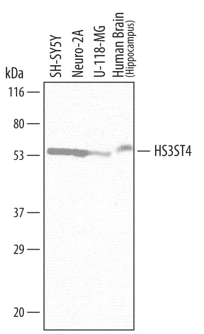 Western blot shows lysates of SH-SY5Y human neuroblastoma cell line, Neuro-2A mouse neuroblastoma cell line, U-118-MG human glioblastoma/astrocytoma cell line, and human brain (hippocampus) tissue. PVDF membrane was probed with 1 µg/mL of Mouse Anti-Human Heparan Sulfate 3-O-Sulfotransferase 4/HS3ST4 Monoclonal Antibody (Catalog # MAB60851) followed by HRP-conjugated Anti-Mouse IgG Secondary Antibody (Catalog # HAF007). A specific band was detected for Heparan Sulfate 3-O-Sulfotransferase 4/HS3ST4 at approximately 55 kDa (as indicated). This experiment was conducted under reducing conditions and using Immunoblot Buffer Group 1.