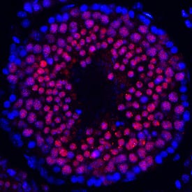 HSF1 was detected in perfusion fixed frozen sections of mouse testes using Goat Anti-Mouse HSF1 Antigen Affinity-purified Polyclonal Antibody (Catalog # AF7130) at 1.7 µg/mL overnight at 4 °C. Tissue was stained using the NorthernLights™ 557-conjugated Anti-Goat IgG Secondary Antibody (red; Catalog # NL001) and counterstained with DAPI (blue). Specific staining was localized to the nuclei of spermatocytes. View our protocol for Fluorescent IHC Staining of Frozen Tissue Sections.