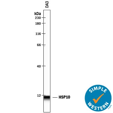 Simple Western lane view shows lysates of DA3 mouse myeloma cell line, loaded at 0.2 mg/mL. A specific band was detected for HSP10/EPF at approximately 9 kDa (as indicated) using 25 µg/mL of Goat Anti-Mouse HSP10/EPF Antigen Affinity-purified Polyclonal Antibody (Catalog # AF2584) followed by 1:50 dilution of HRP-conjugated Anti-Goat IgG Secondary Antibody (Catalog # HAF109). This experiment was conducted under reducing conditions and using the 12-230 kDa separation system.