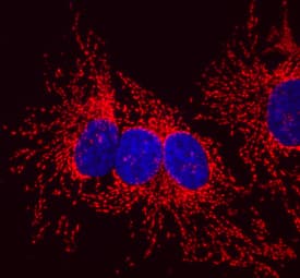 HSP10/EPF was detected in immersion fixed HeLa human cervical epithelial carcinoma cell line using Mouse Anti-Human HSP10/EPF Monoclonal Antibody (Catalog # MAB3298) at 10 µg/mL for 3 hours at room temperature. Cells were stained using the NorthernLights™ 557-conjugated Anti-Mouse IgG Secondary Antibody (red; Catalog # NL007) and counterstained with DAPI (blue). Specific staining was localized to mitochondria. View our protocol for Fluorescent ICC Staining of Cells on Coverslips.