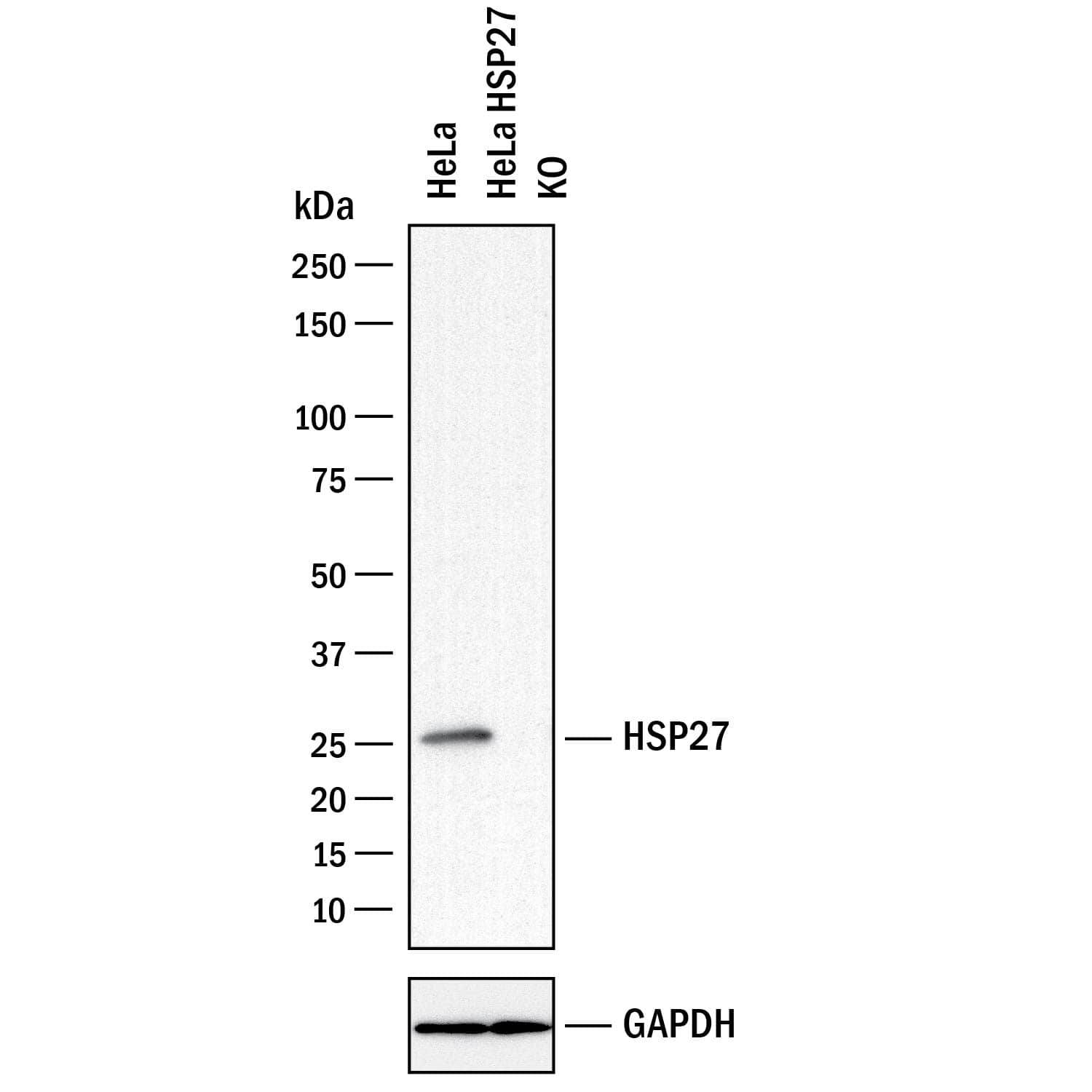 <b>Genetic Strategies Validation. </b>Western blot shows lysates of HeLa human cervical epithelial carcinoma parental cell line and HSP27 knockout HeLa cell line (KO). PVDF membrane was probed with 0.5 µg/mL of Goat Anti-Human/Mouse/Rat HSP27 Antigen Affinity-purified Polyclonal Antibody (Catalog # AF15801) followed by HRP-conjugated Anti-Goat IgG Secondary Antibody (Catalog # HAF017). A specific band was detected for HSP27 at approximately 27 kDa (as indicated) in the parental HeLa cell line, but is not detectable in knockout HeLa cell line. GAPDH (Catalog # MAB5718) is shown as a loading control.This experiment was conducted under reducing conditions and using Immunoblot Buffer Group 1.